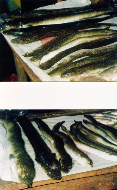 Ikan Sidat (Sogili)